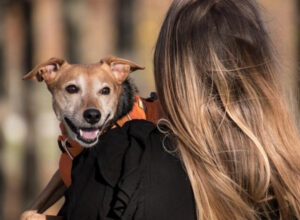 Serviços de autoatendimento para pets facilitam a vida dos tutores.