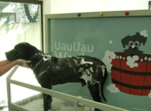 VMtecnologia com HBU Indústria e Comércio criam lava-rápido para pets com autoatendimento